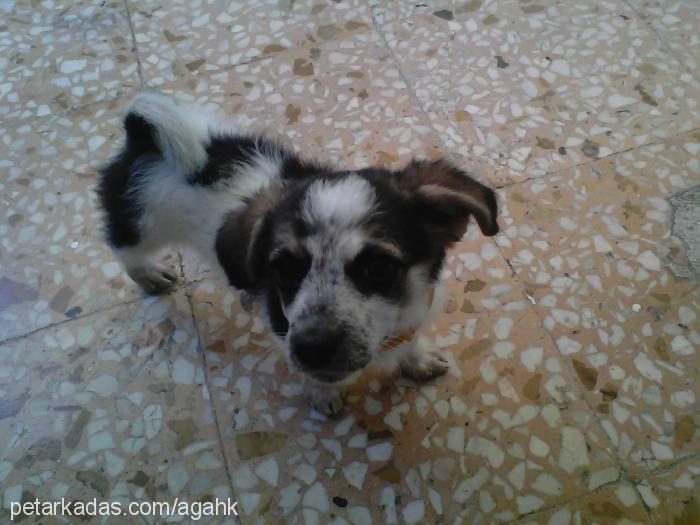 köpük Dişi Jack Russell Terrier