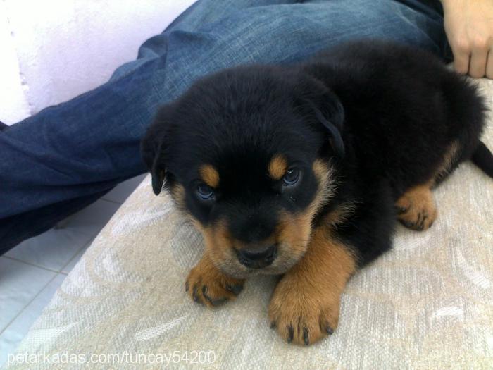 contes Dişi Rottweiler