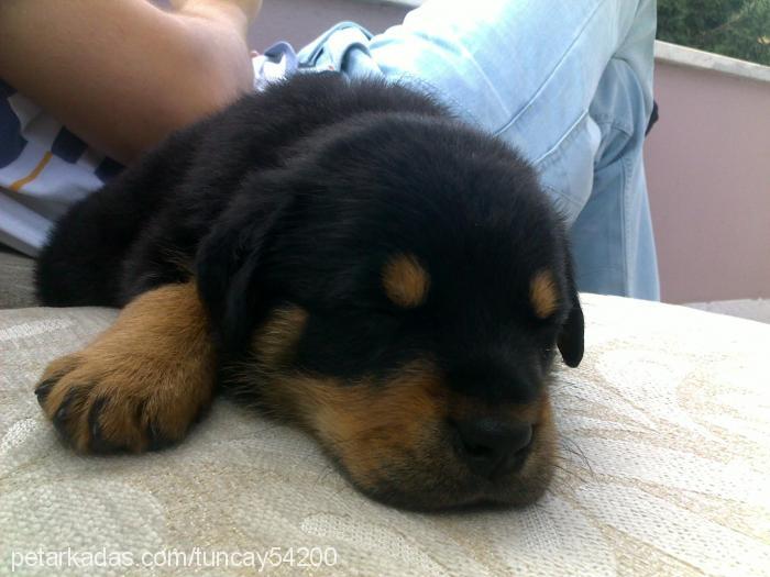 contes Dişi Rottweiler