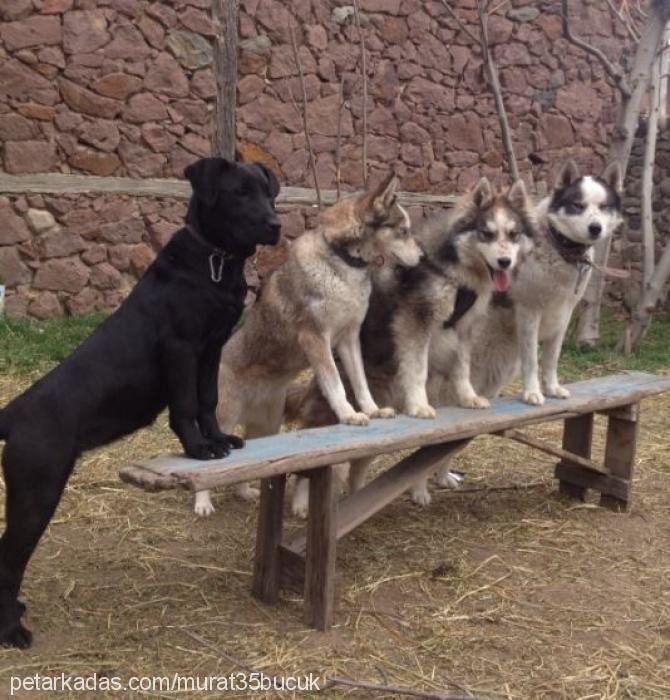 zeyna Dişi Cane Corso Italiano