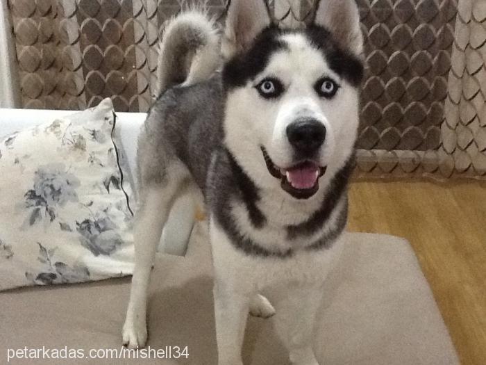 carlos Erkek Sibirya Kurdu (Husky)