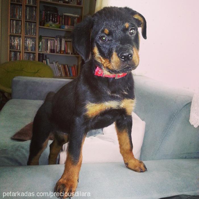 precious Dişi Rottweiler