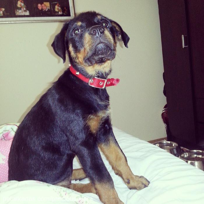 precious Dişi Rottweiler