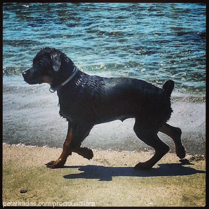 precious Dişi Rottweiler