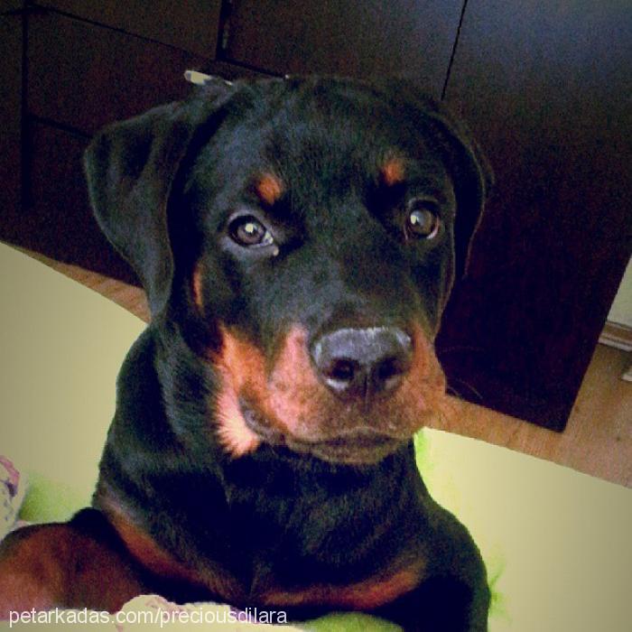 precious Dişi Rottweiler