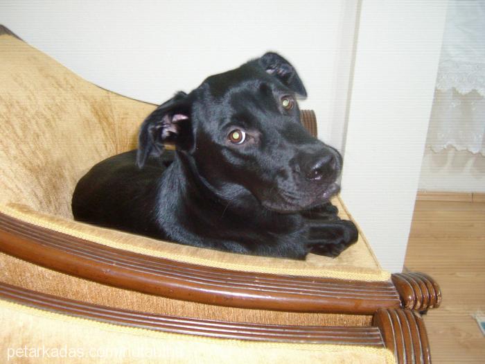 biber Dişi Labrador Retriever