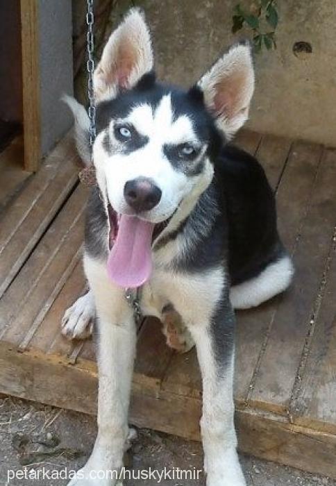 kıtmir Erkek Sibirya Kurdu (Husky)