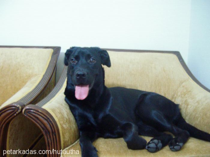 biber Dişi Labrador Retriever