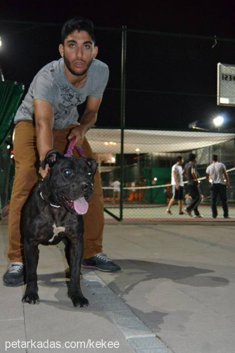 albay Erkek Amerikan Pitbull Terrier