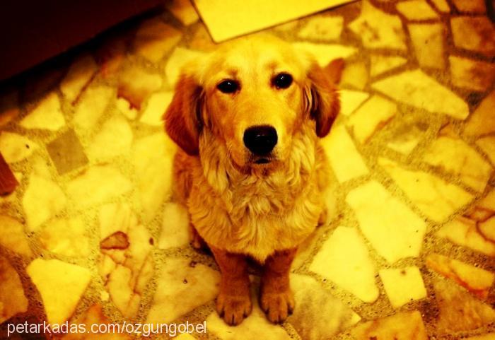 jessy Dişi Golden Retriever