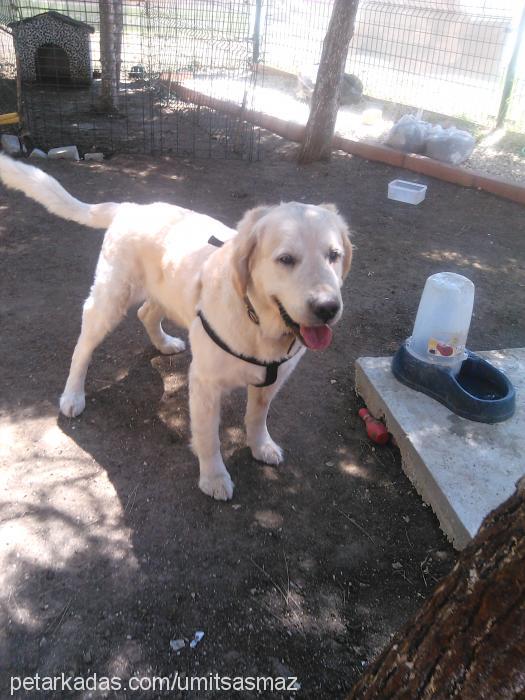 zeytin Erkek Golden Retriever