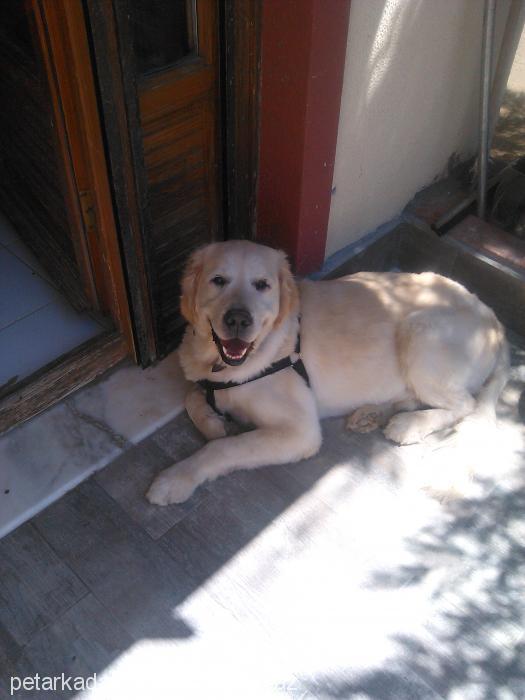 zeytin Erkek Golden Retriever