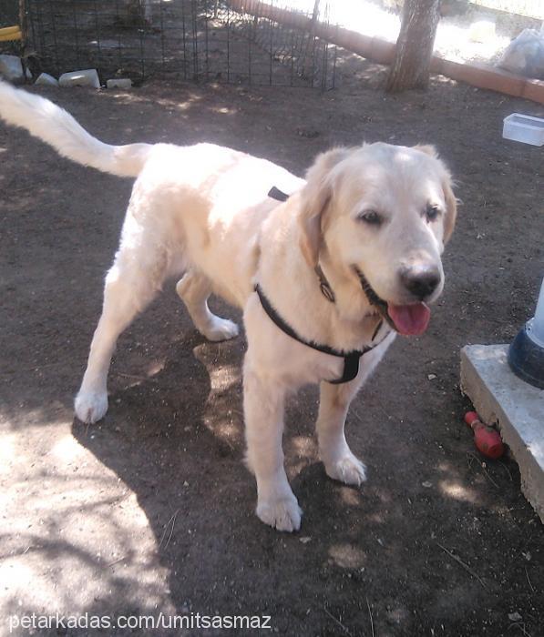 zeytin Erkek Golden Retriever