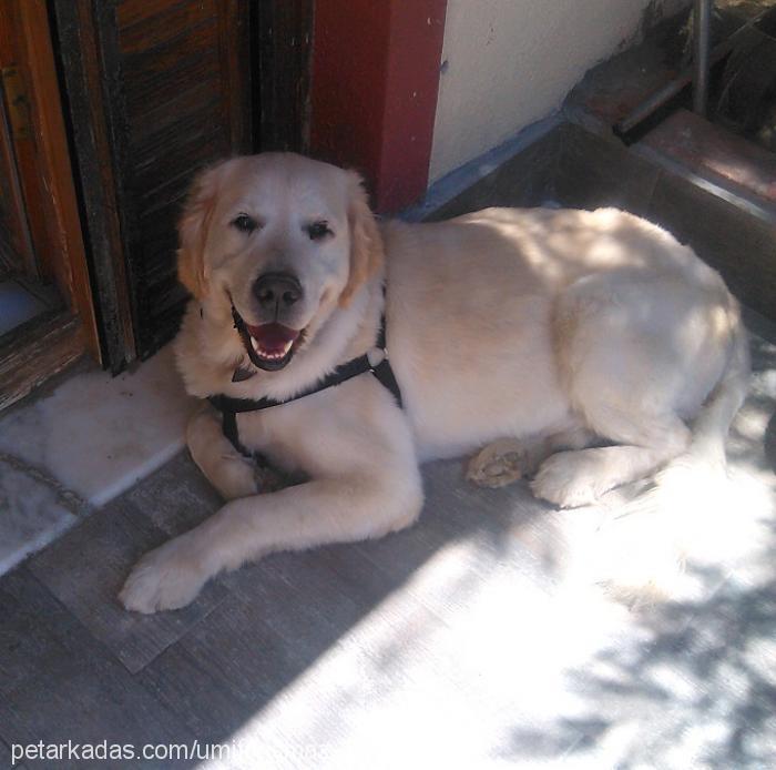 zeytin Erkek Golden Retriever