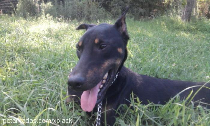 black Erkek Doberman Pinscher