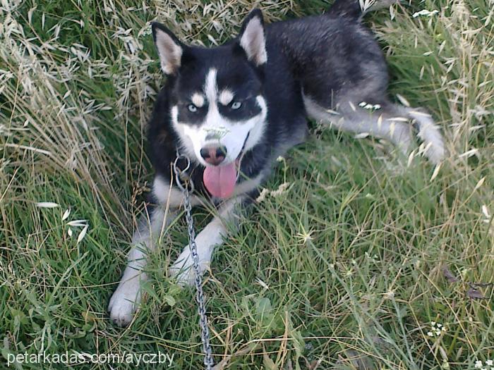 ice Dişi Sibirya Kurdu (Husky)