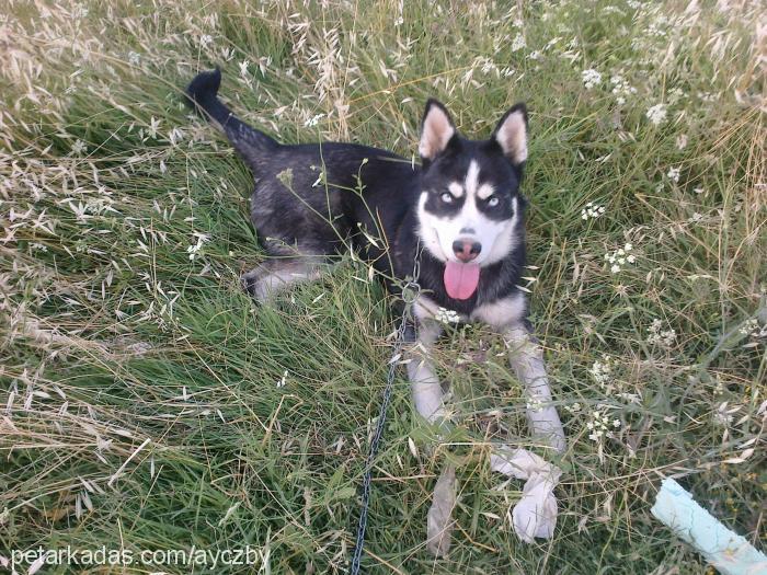 ice Dişi Sibirya Kurdu (Husky)