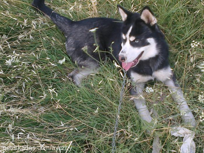 ice Dişi Sibirya Kurdu (Husky)