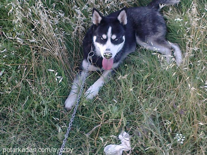 ice Dişi Sibirya Kurdu (Husky)