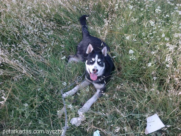 ice Dişi Sibirya Kurdu (Husky)