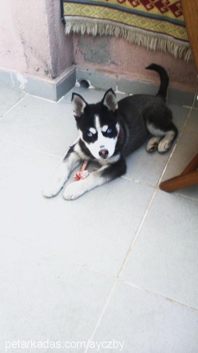 ice Dişi Sibirya Kurdu (Husky)