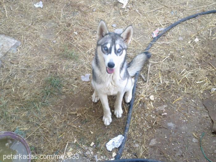 maya Dişi Alaskan Malamute