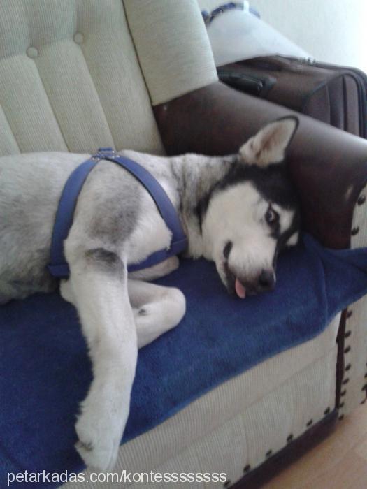 Çapkın Erkek Sibirya Kurdu (Husky)