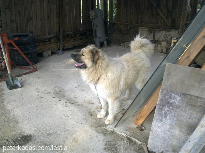 karabaş Erkek Kars Çoban Köpeği