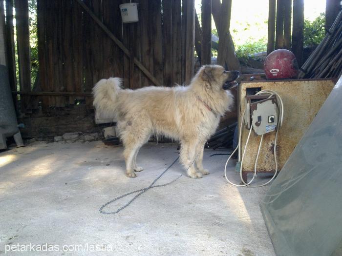 karabaş Erkek Kars Çoban Köpeği