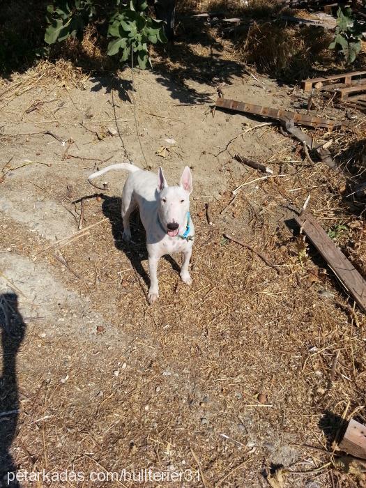 Şah Dişi Bull Terrier