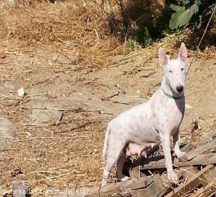 Şah Dişi Bull Terrier