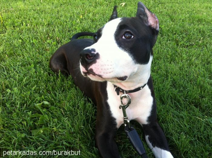 mia Dişi Amerikan Staffordshire Terrier