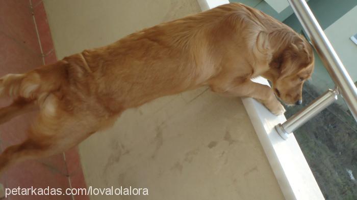 lora Dişi Golden Retriever