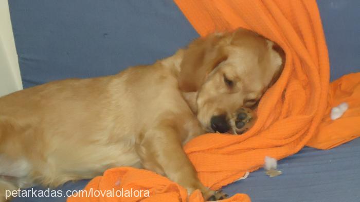 lora Dişi Golden Retriever