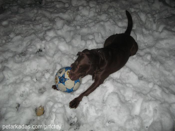 kafi Erkek Labrador Retriever