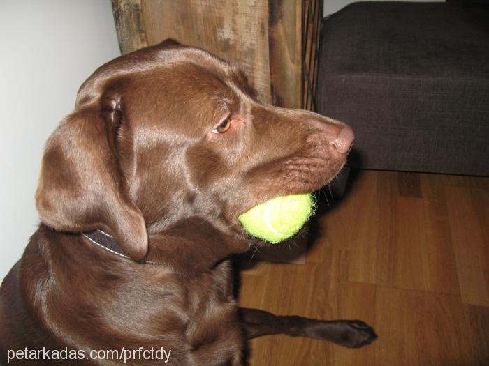 kafi Erkek Labrador Retriever