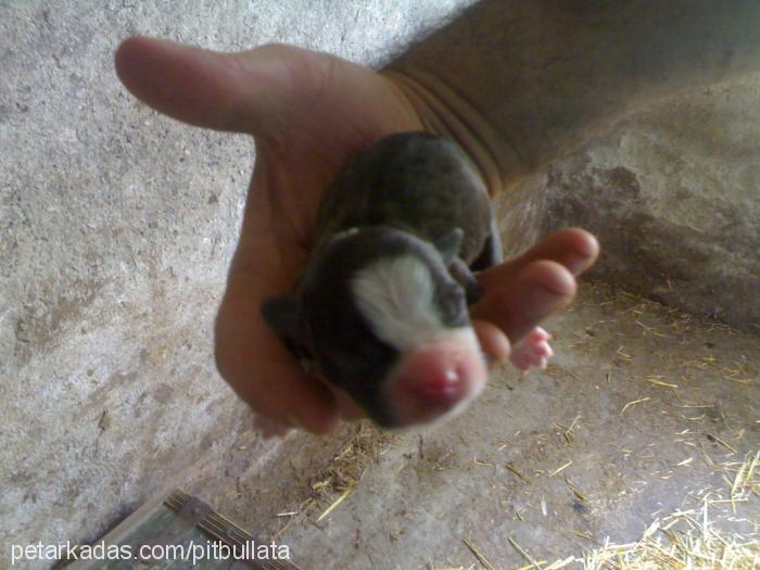 3miniksilahsörl Dişi Fransız Bulldog