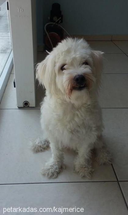 petek Dişi Bichon Havanese