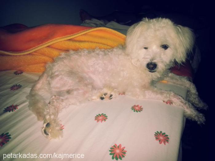 petek Dişi Bichon Havanese