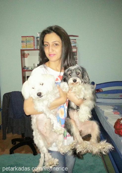 petek Dişi Bichon Havanese