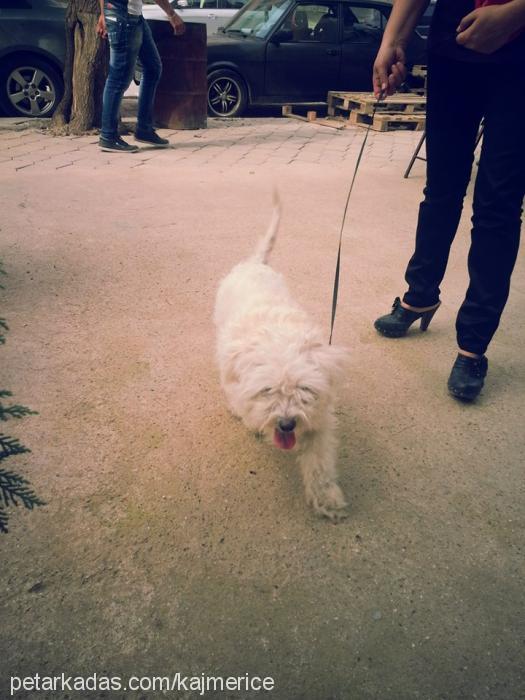 petek Dişi Bichon Havanese