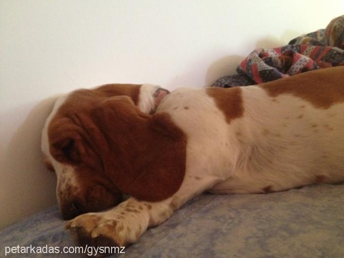 daisy Dişi Basset Hound