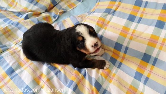 sophievebebekle Dişi Bernese Dağ Köpeği