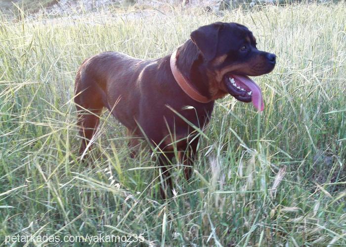 fahter Erkek Rottweiler