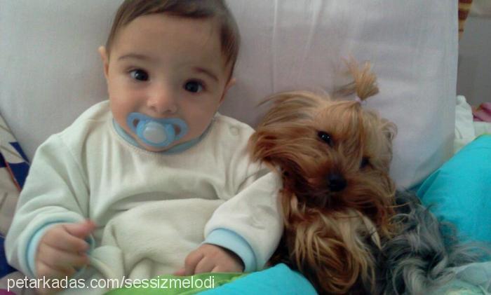 gezi Dişi Yorkshire Terrier