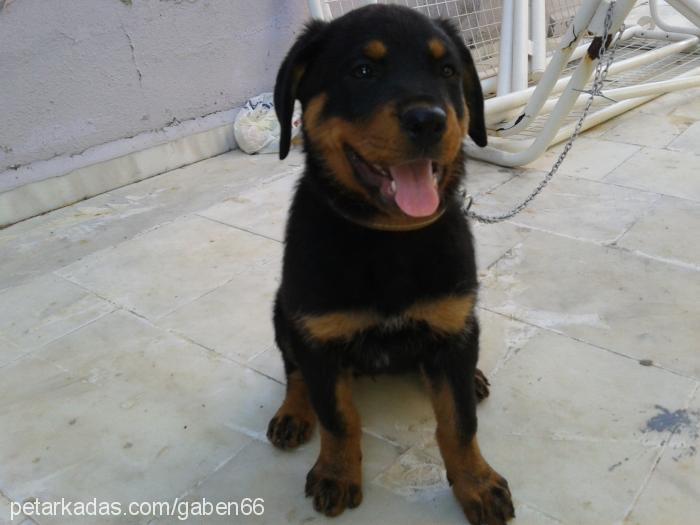 misha Dişi Rottweiler