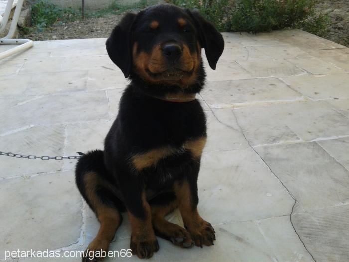 misha Dişi Rottweiler