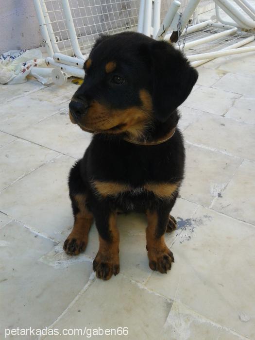 misha Dişi Rottweiler