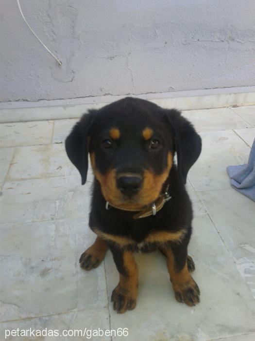 misha Dişi Rottweiler