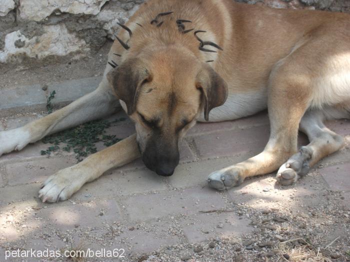 behlül Erkek Kangal